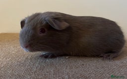 Guinea Pig rodents for sale: Purebred Lilac Self Guinea Pigs  - Image 4