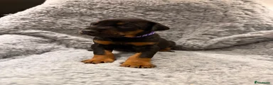 Purple collar girl 