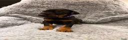 Dobermann dogs for sale: 8 stunning Doberman puppies  - Advert 5
