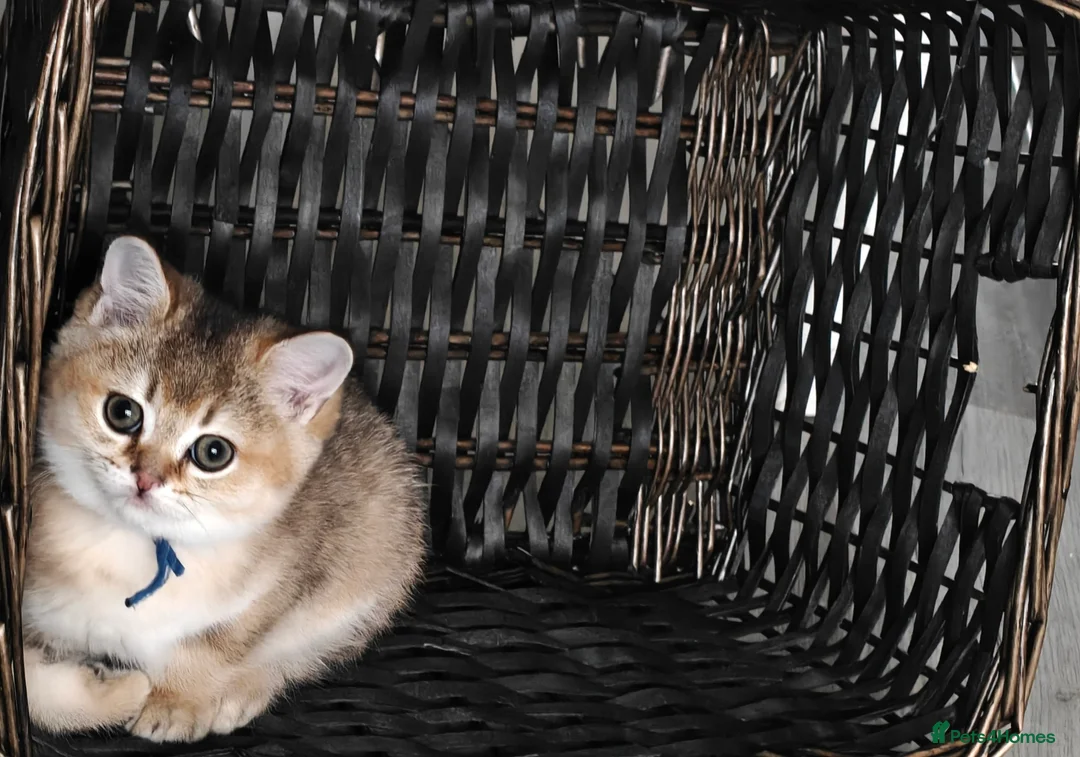 British Shorthair cats for sale: Cute & Playful Kittens for Sale – Vet Checked - Advert 10