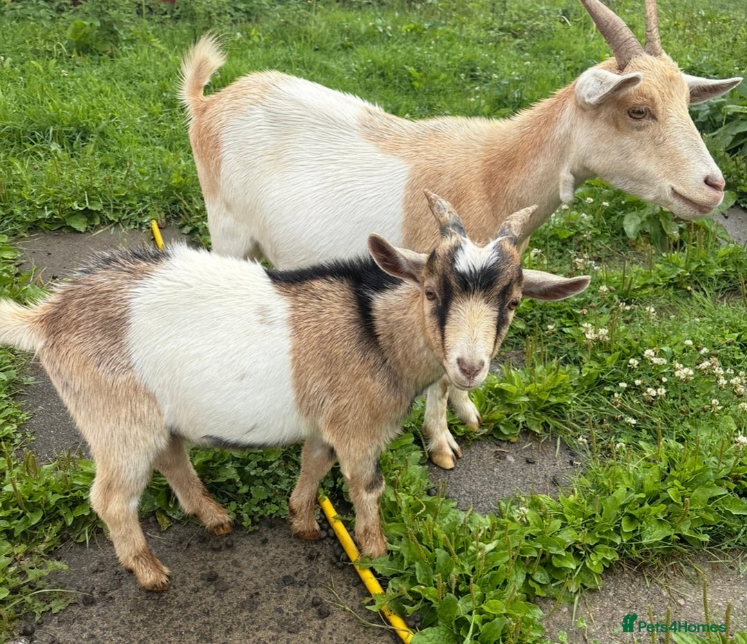 Goats livestock for sale: Nanny and billy Goats for sale - Image 3