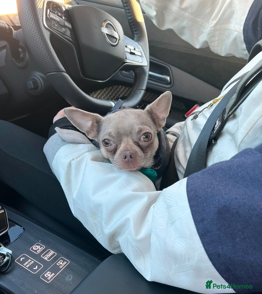 Chihuahua dogs for stud: Proven Lilac KC registered chihuahua for stud  in Liverpool - Image 5