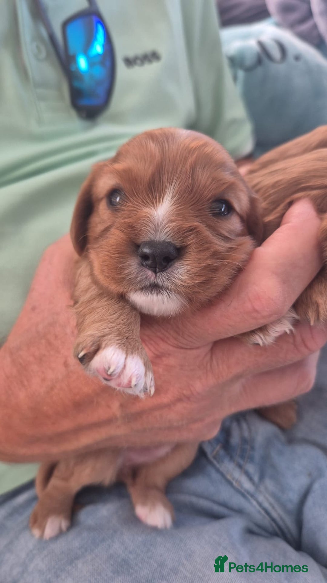 Cavalier King Charles Spaniel dogs for sale: beautiful ruby king charles cavalier  - Image 8