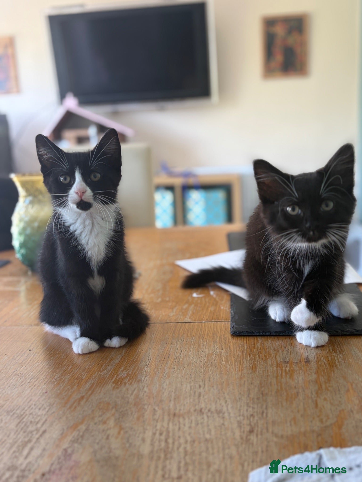 Domestic Shorthair cats Two beautiful girls  - Advert 24