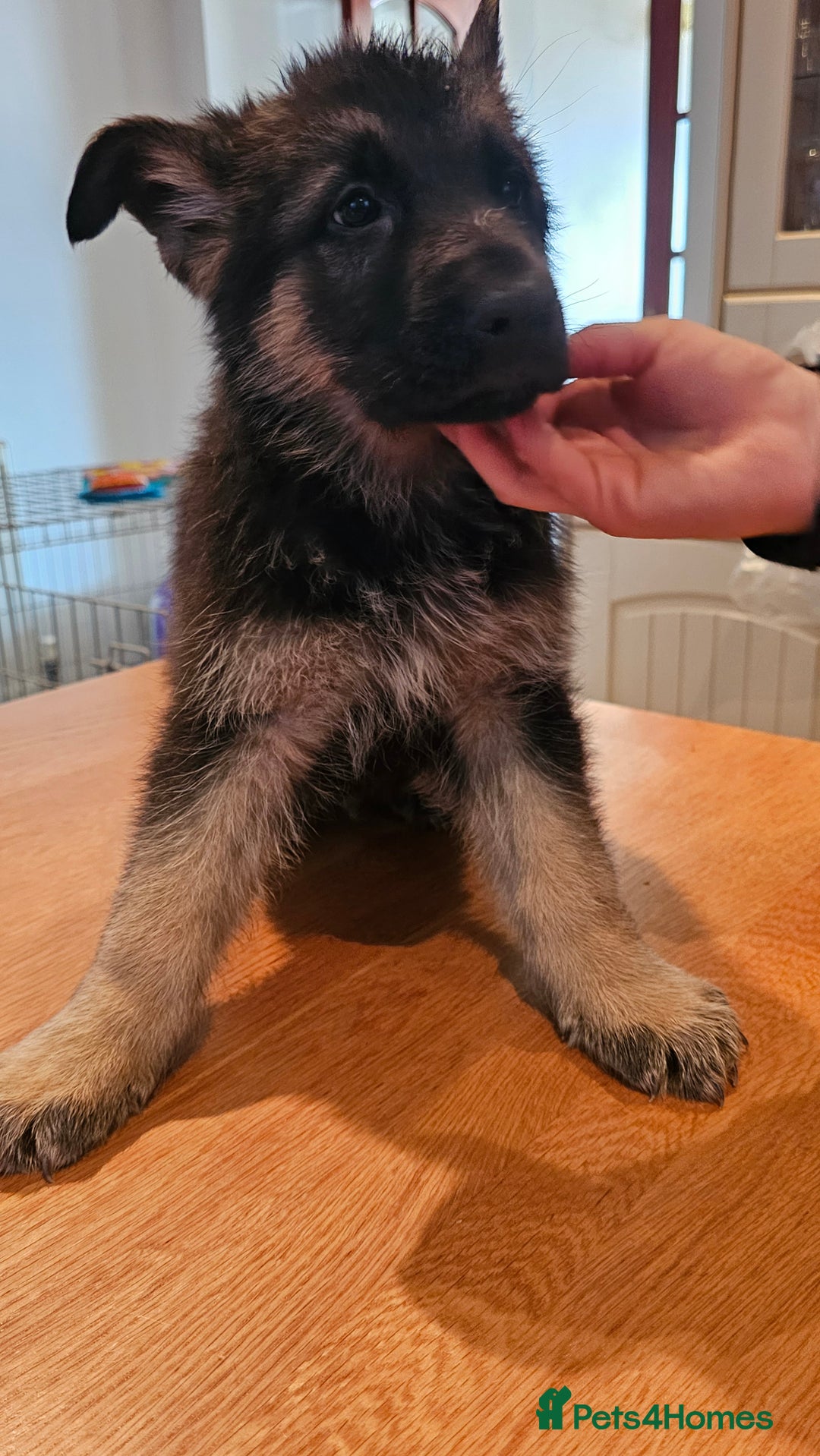 German Shepherd dogs for sale: Beutiful German Shepherd Puppies - Advert 9