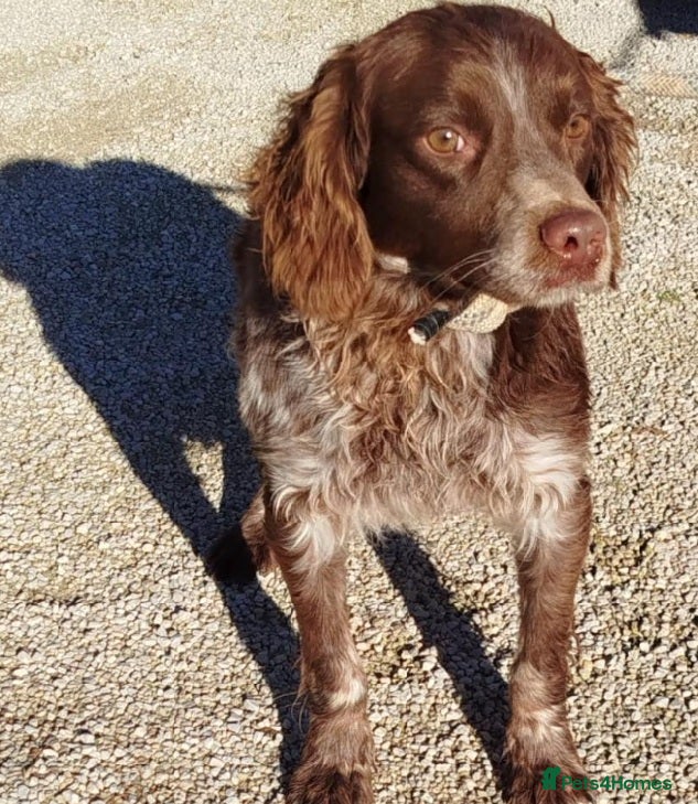 Brittany Spaniel dogs Gentle, Affectionate Bracken in Reading, Berks - Advert 15