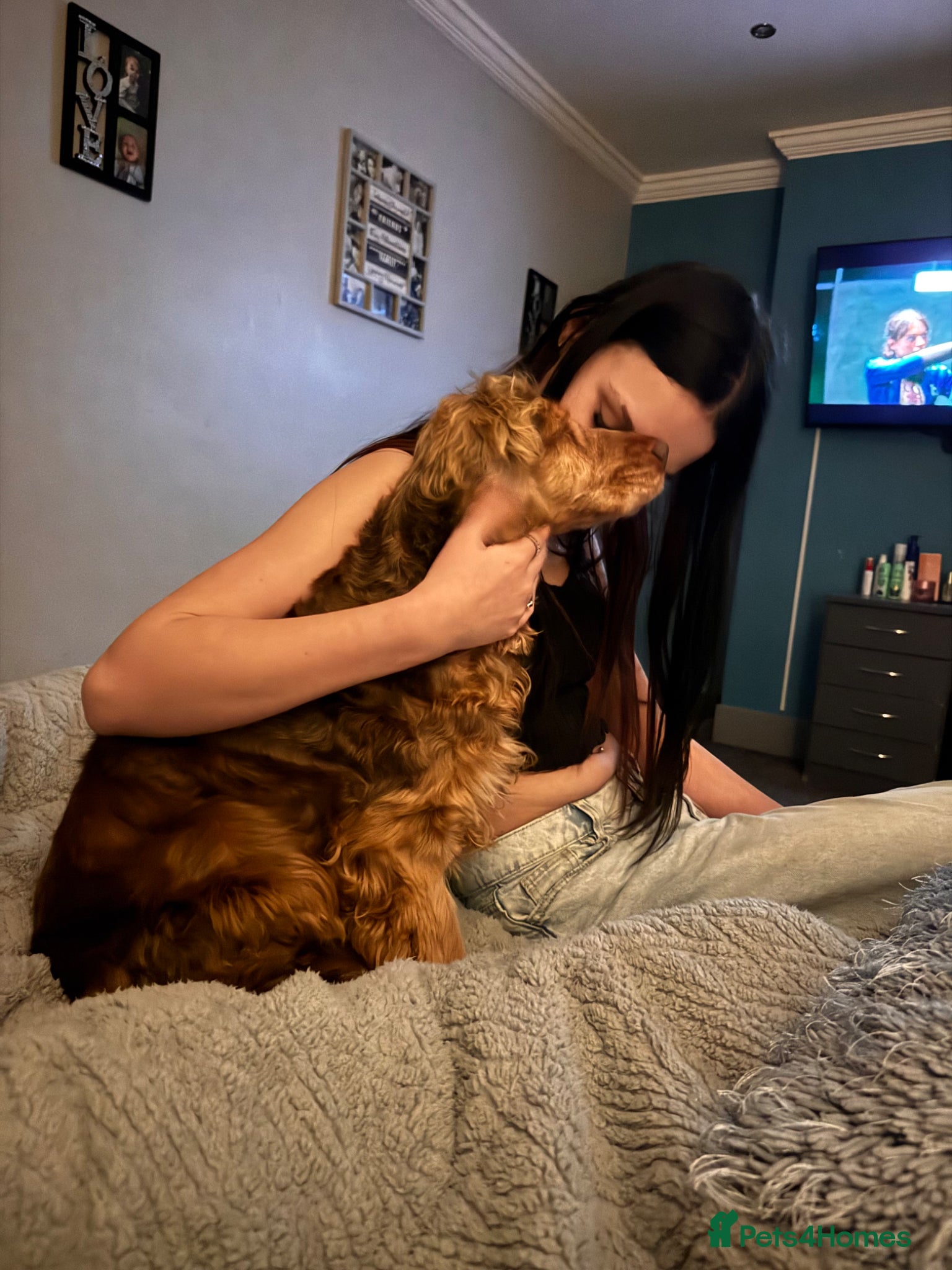 Cocker Spaniel dogs Older retired dogs for the very best home - Advert 1