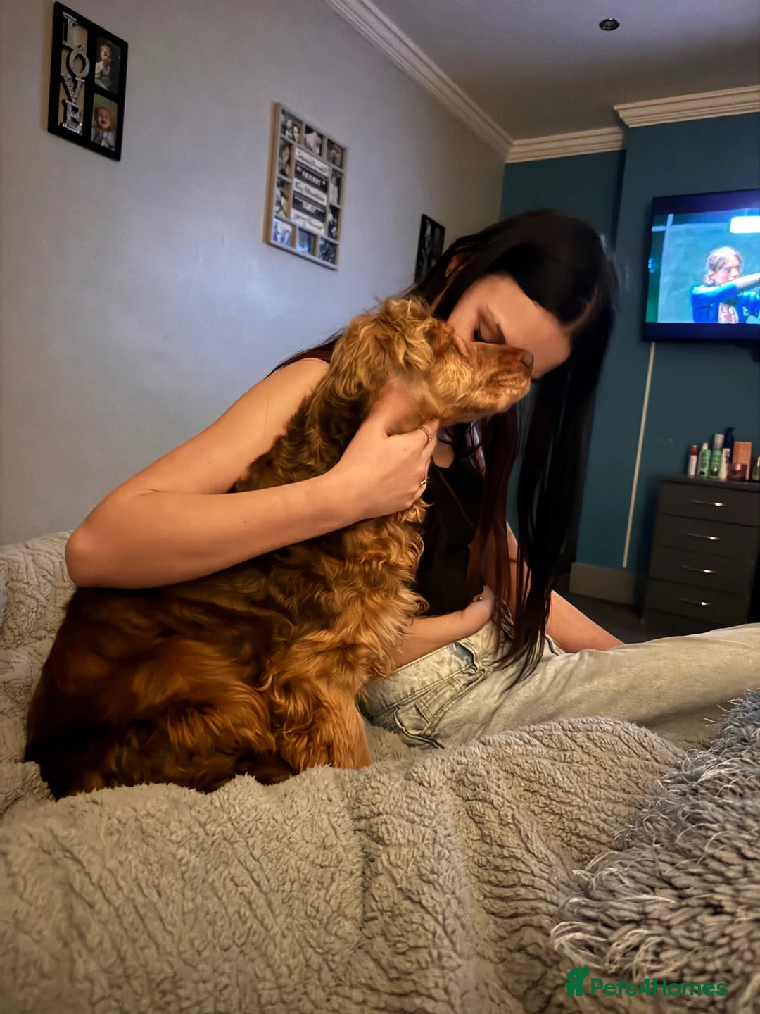 Cocker Spaniel dogs for sale: Older retired dogs for the very best home - Advert 2