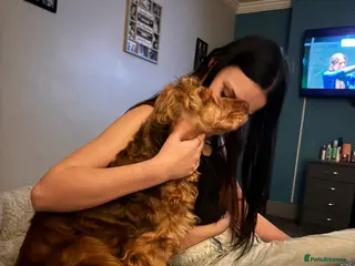 Cocker Spaniel dogs Older retired dogs for the very best home - Advert 2