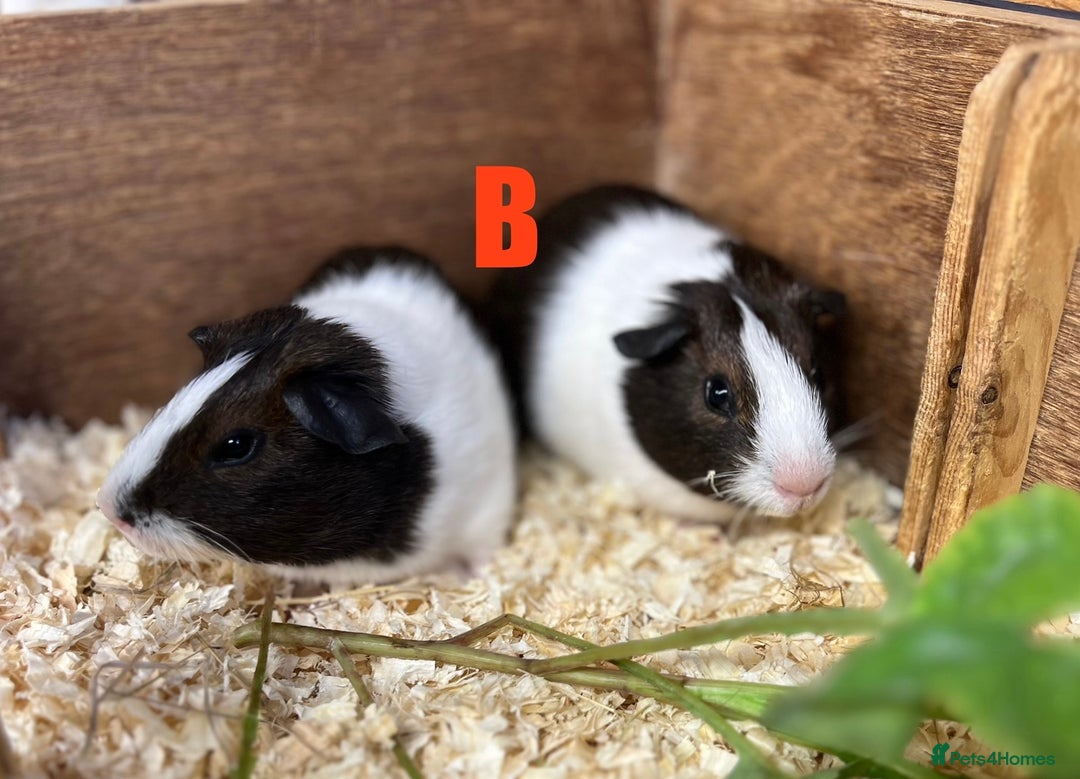 Guinea Pig rodents for sale: Boars and Sows - Image 11