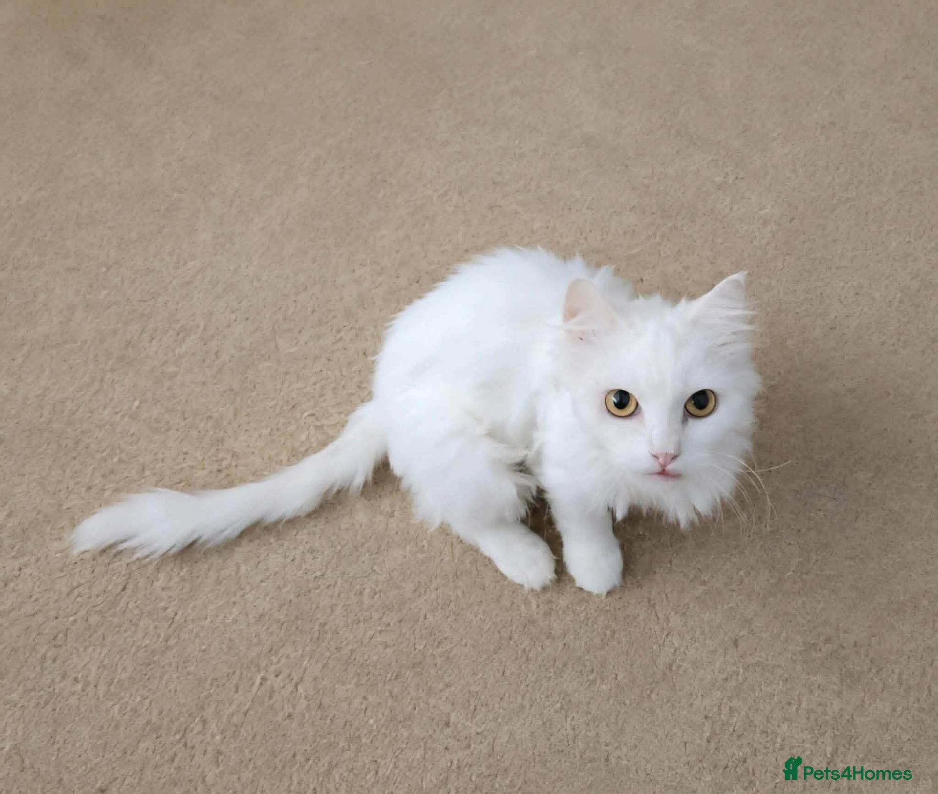 Mixed Breed cats Sylvia seeks a loving home - Advert 1