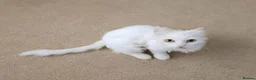 Mixed Breed cats for adoption: Sylvia seeks a loving home - Advert 1