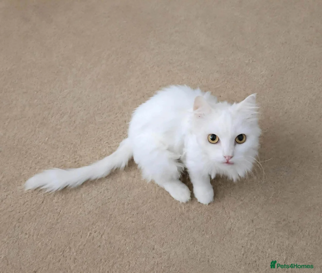 Mixed Breed cats for adoption: Sylvia seeks a loving home - Advert 1