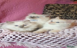 Ragdoll cats for sale: 💖Beautiful GCCF Registered Ragdoll Kittens. - Image 4