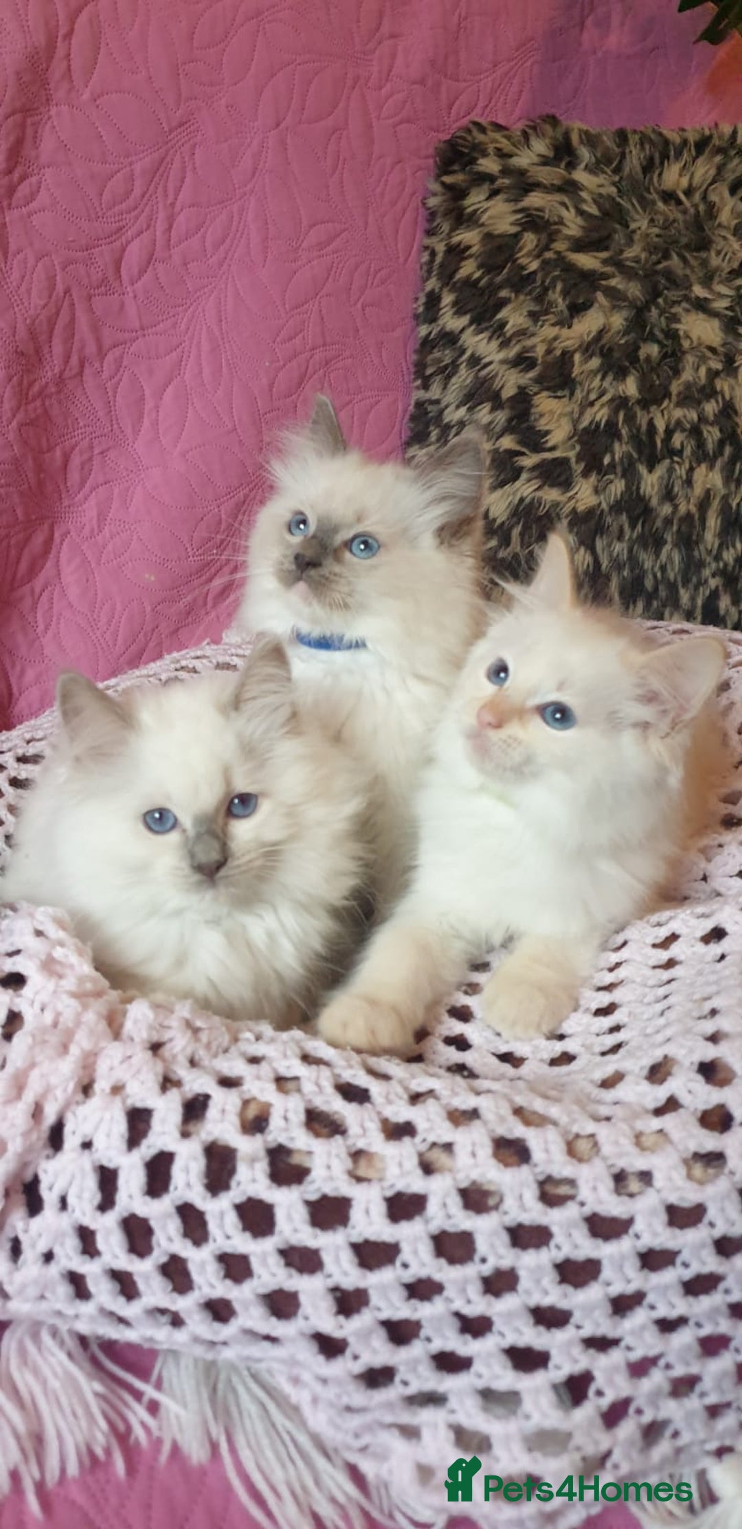Ragdoll cats for sale: 💖Beautiful GCCF Registered Ragdoll Kittens. - Image 4