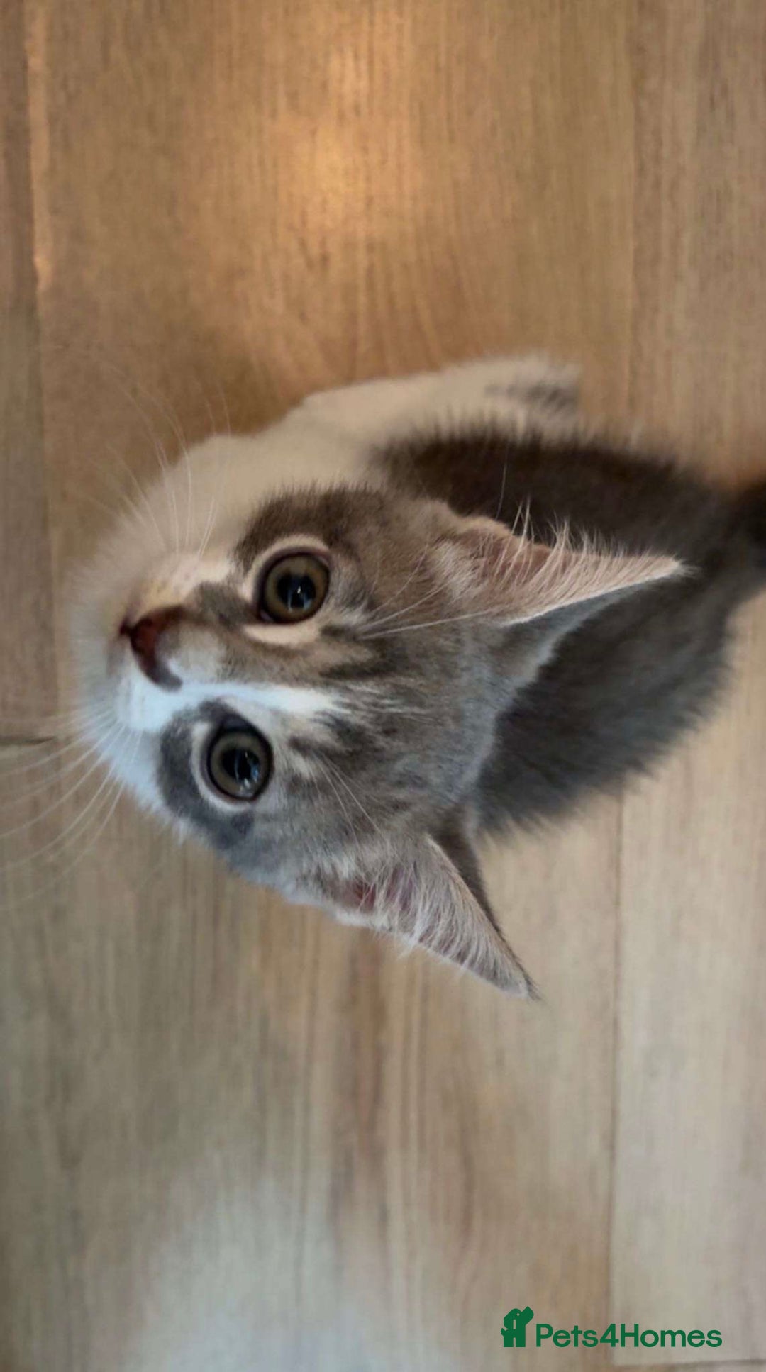 Mixed Breed cats for sale: Kitten - Image 3