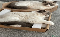 Ragdoll cats for sale: Brother Sister Ragdolls for Rehoming  - Image 11