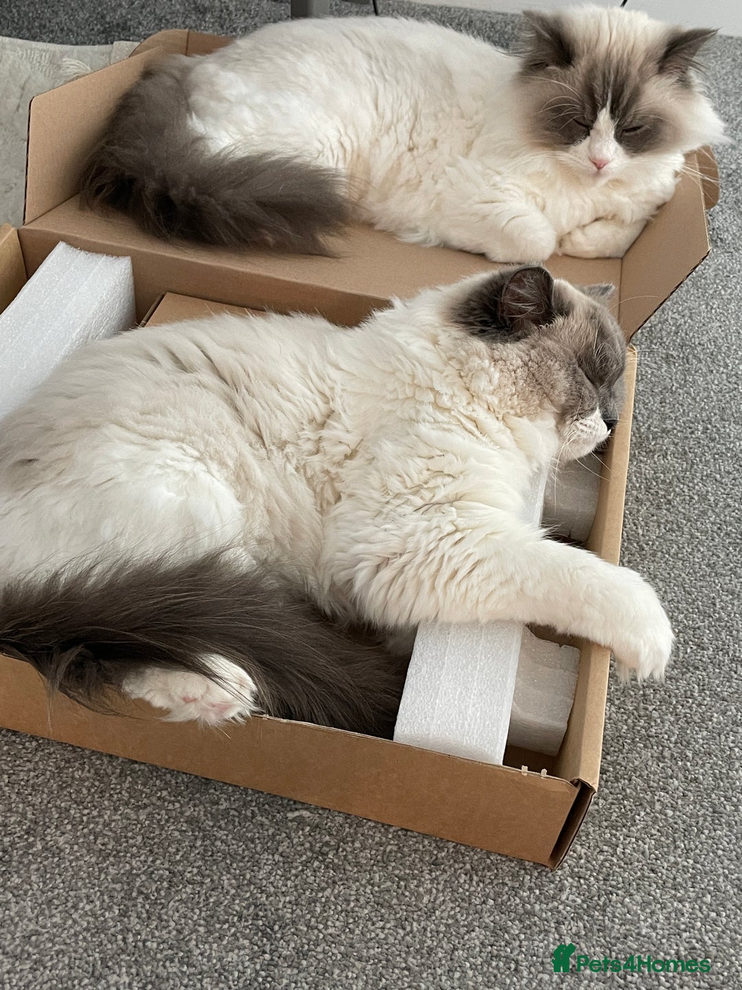Ragdoll cats for sale: Brother Sister Ragdolls for Rehoming  - Image 11