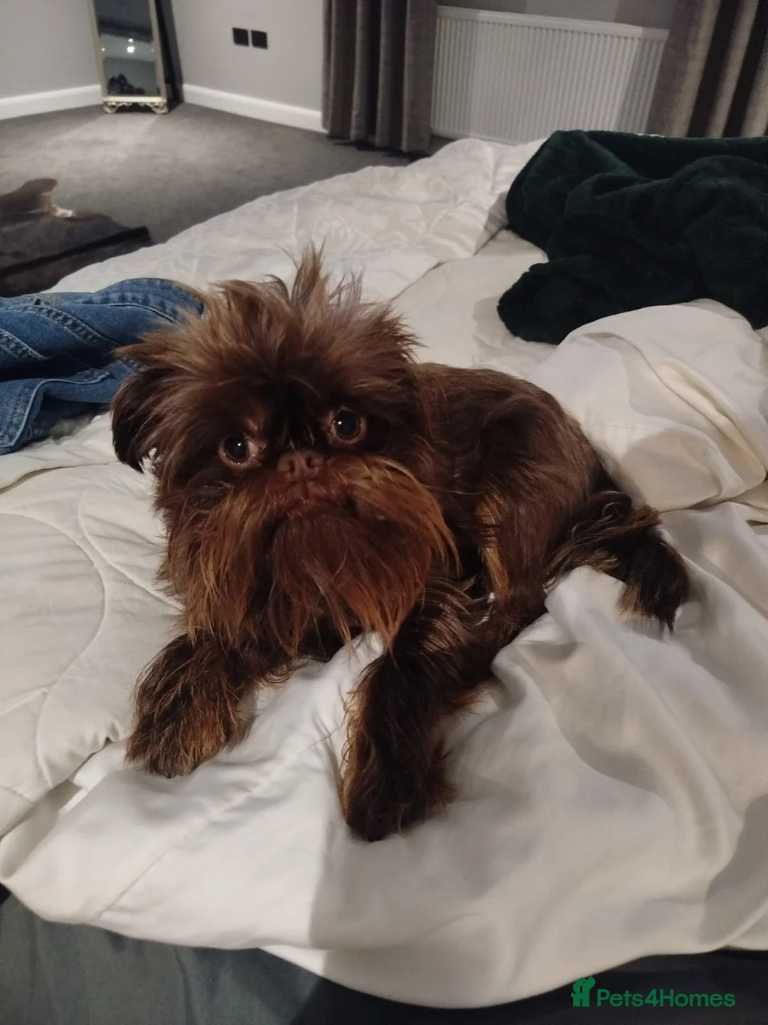 Griffon Bruxellois dogs for sale: Adorable chocolate boy - Advert 14