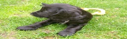 Cocker Spaniel dogs for sale: Stunning Cocker spaniel boy  - Advert 3