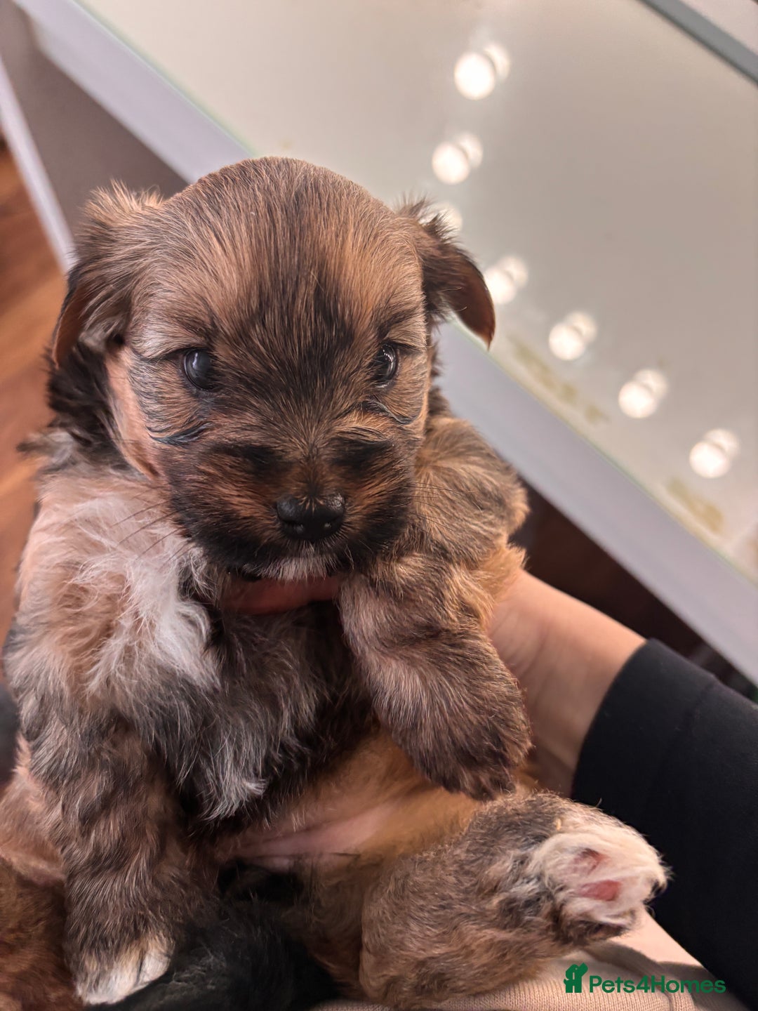 Yorkshire Terrier dogs for sale: Pedigree Yorkshire Terrier - Advert 17