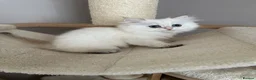 British Longhair cats for sale: British longhair little cuties - Advert 25
