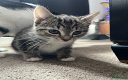 Domestic Shorthair cats for sale: 3 female kittens  - Image 9