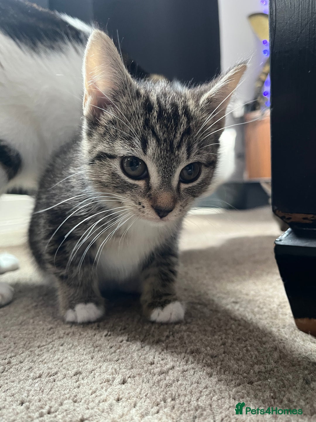 Domestic Shorthair cats for sale: 3 female kittens  - Image 9