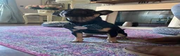 Frug dogs for sale: Female Frug - Advert 16