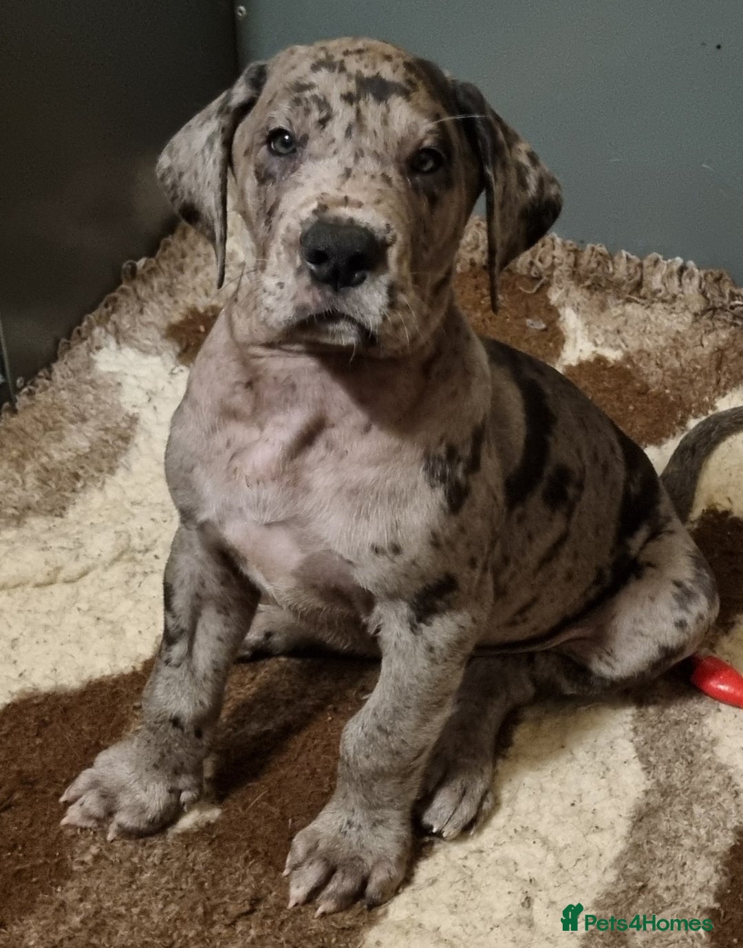 Great Dane dogs for sale: Beautiful girls. KC HEALTH TESTED  - Advert 22