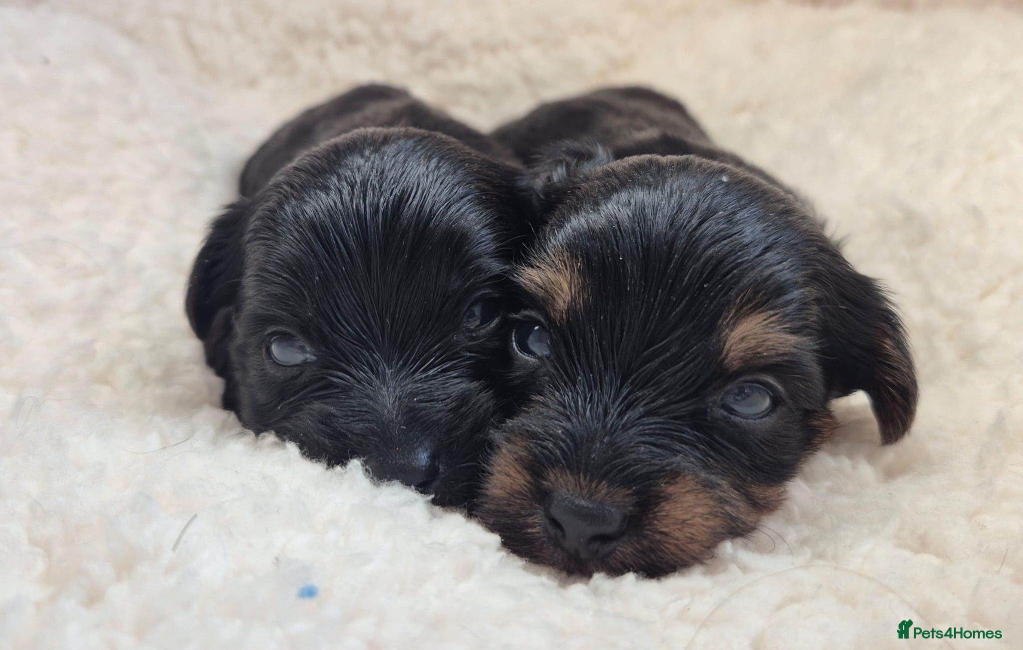 Yorkshire Terrier dogs Gorgeous Lilliputian Yorkies available  - Advert 2