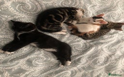 Mixed Breed cats for sale: 3 Beautiful kittens in need of good homes £250 - Image 20