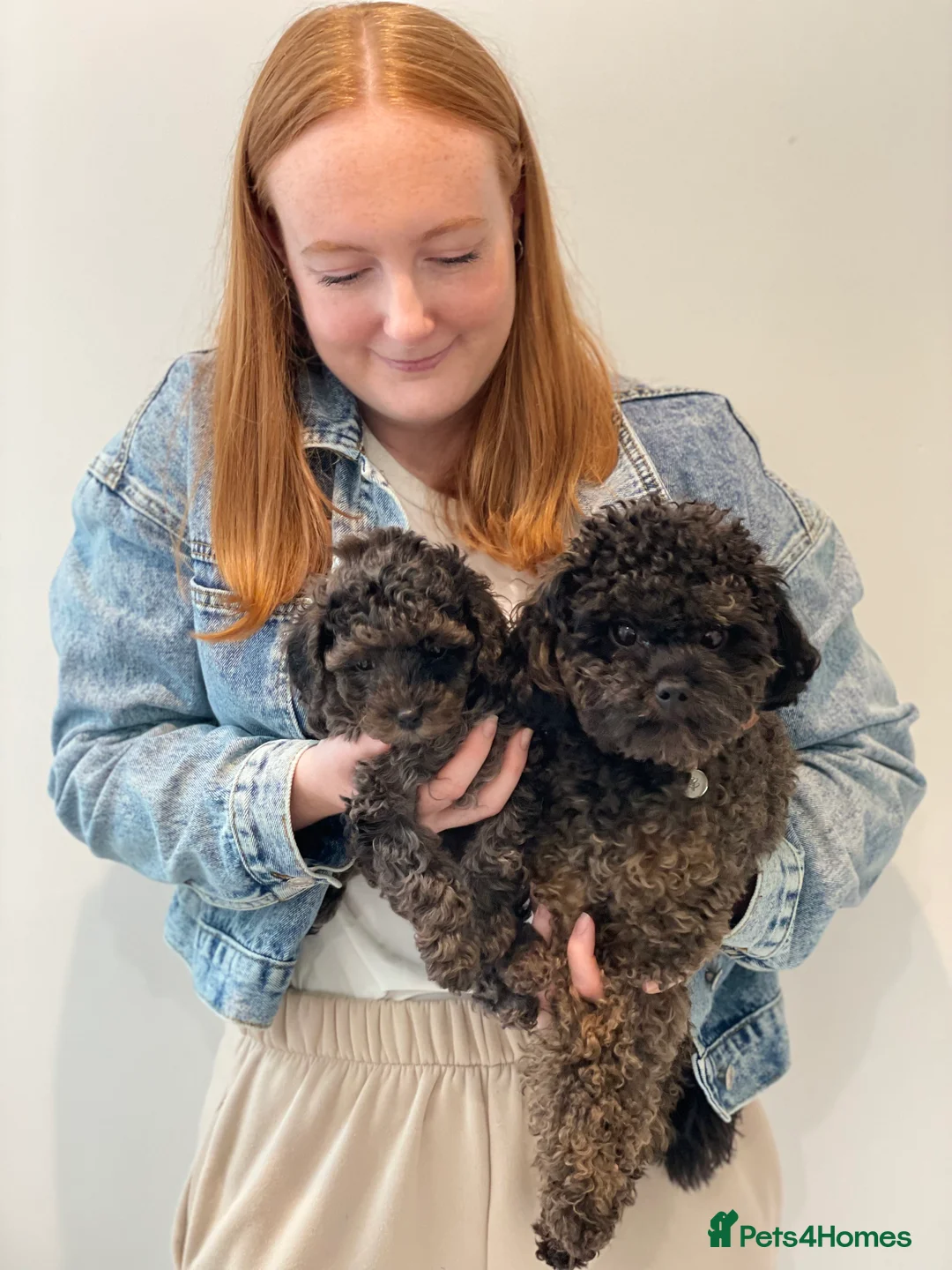 Toy Poodle dogs for stud:     Tiny Russian Import Toy Poodle For Stud - Advert 5