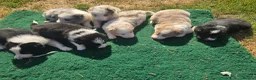 Border Collie dogs for sale: Beautiful litter of Border Collies - Advert 4