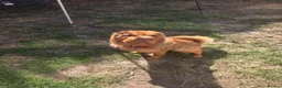 Shar Pei dogs for sale: Bear coat shar pei in Ripon - Advert 6