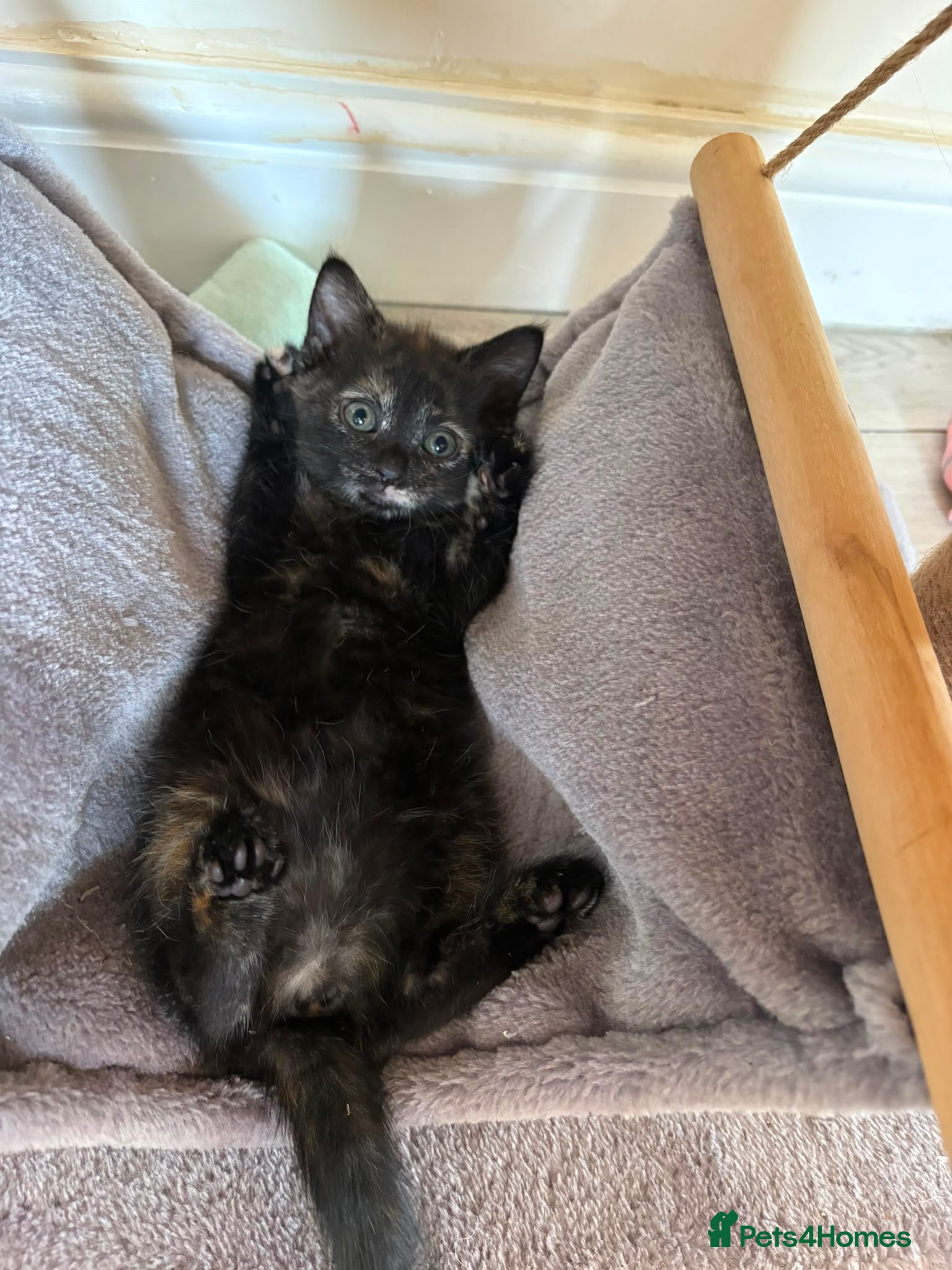 Mixed Breed cats Last female kitten left tortoise shell - Advert 15