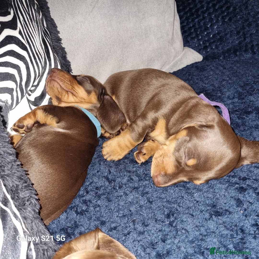 Dachshund dogs for sale: Chocolate and tan miniature dachshunds  - Advert 10