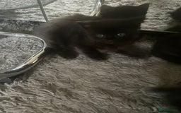 Mixed Breed cats for sale: Kittens  - Image 5