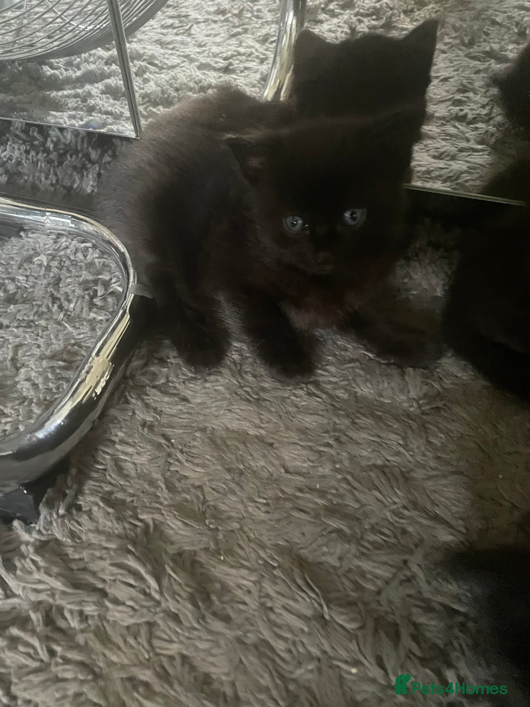 Mixed Breed cats for sale: Kittens  - Image 5