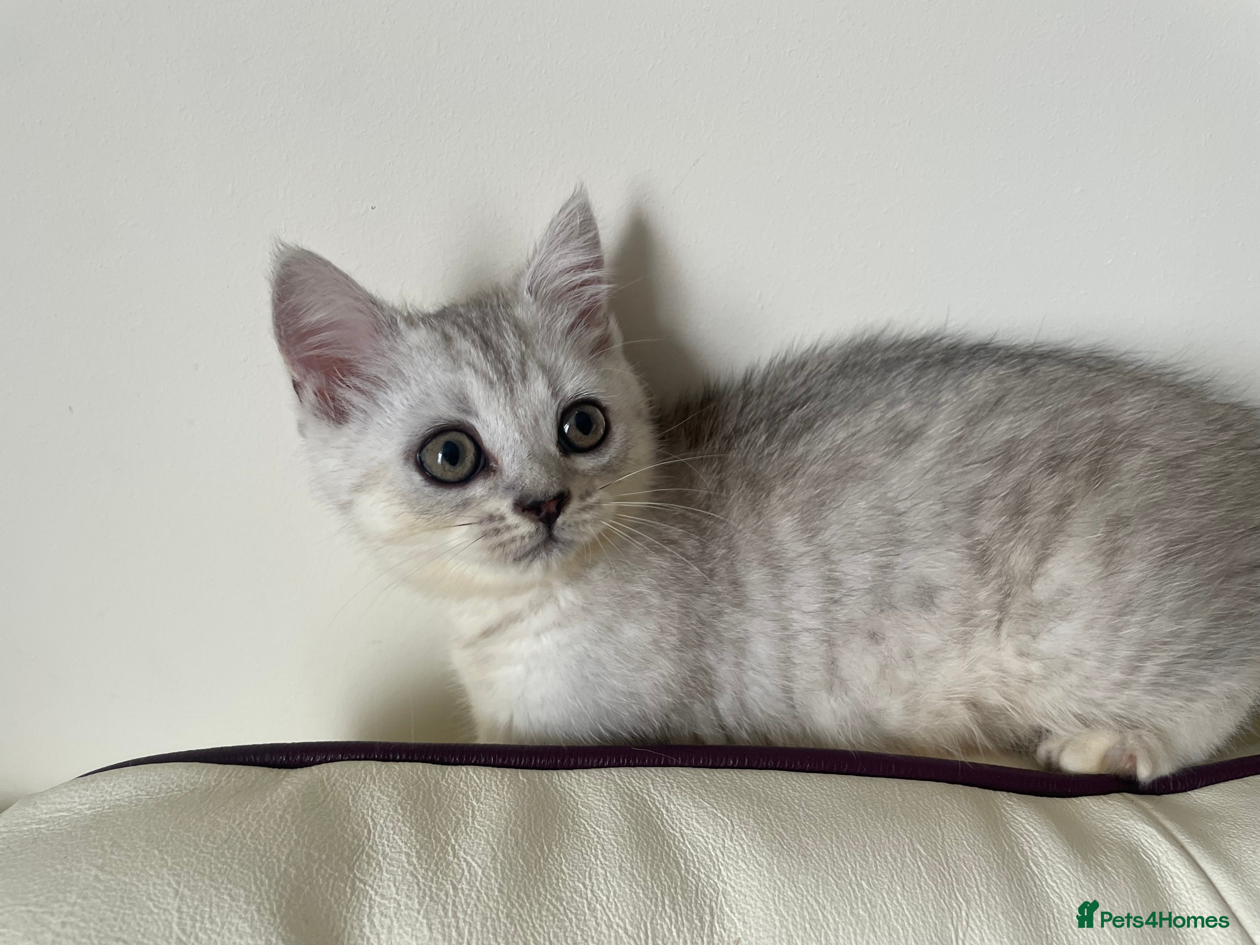 British Shorthair cats British Blue Shorthair Silver Tabby kittens - Advert 1