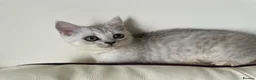 British Shorthair cats for sale: British Blue Shorthair Silver Tabby kittens - Advert 2