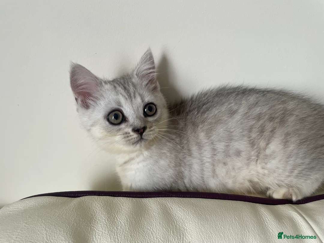 British Shorthair cats for sale: British Blue Shorthair Silver Tabby kittens - Advert 2