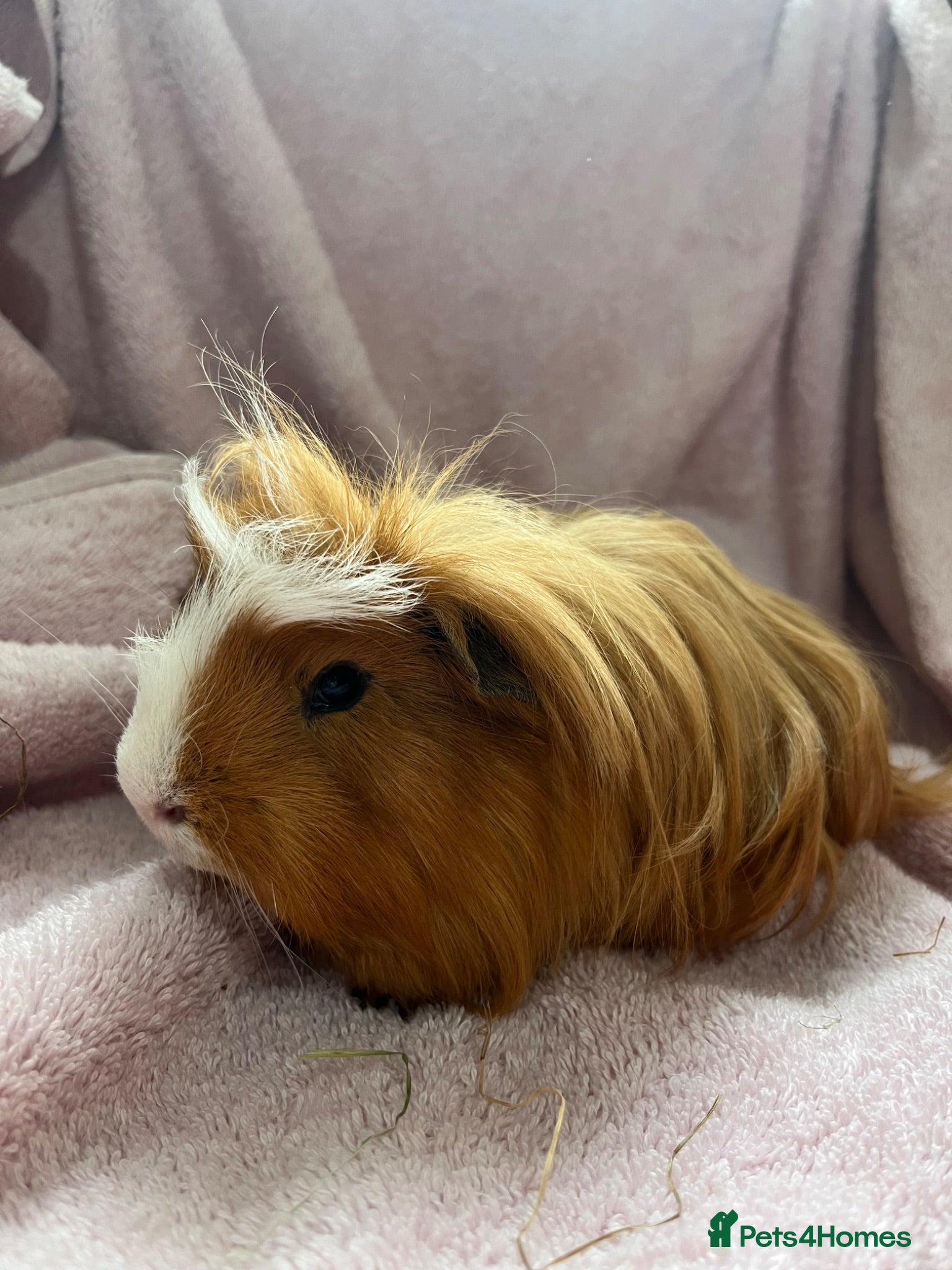 Guinea Pig rodents 4 x Guinea pig ginger boars available 12 weeks - Advert 9