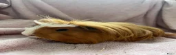Guinea Pig rodents for sale: 4 x Guinea pig ginger boars available 12 weeks - Advert 1