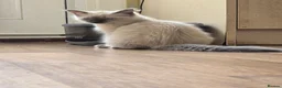 Ragdoll cats for sale: pedigree Ragdoll  - Advert 11