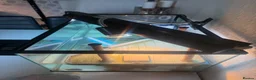 Terrapin reptiles for sale: Terrapin turtles  - Advert 4
