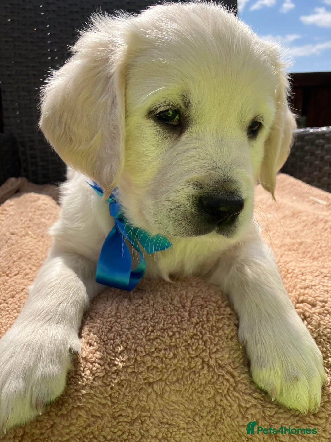 Golden Retriever dogs for sale: Beautiful litter of 7 GR puppies  - Image 6