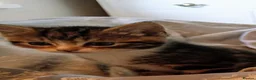 Domestic Shorthair cats for sale: Tabby in Huddersfield - Advert 1