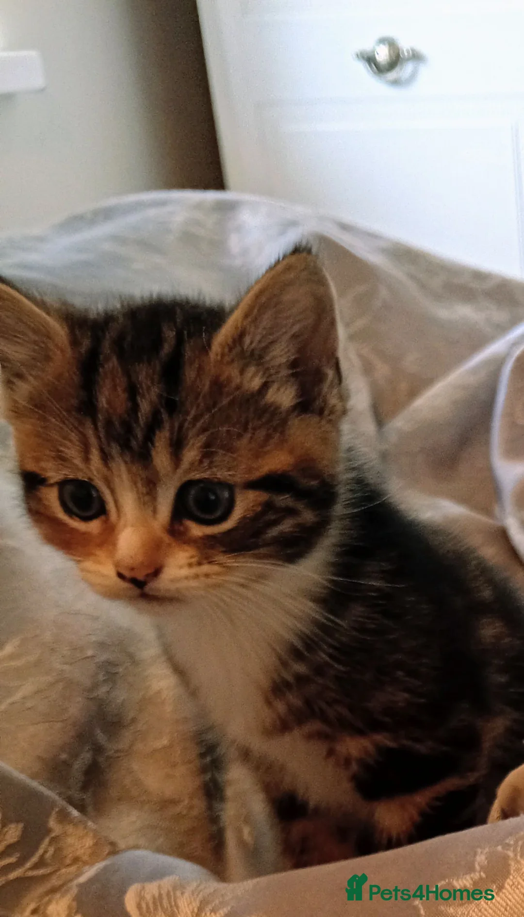 Domestic Shorthair cats for sale: Tabby in Huddersfield - Advert 1