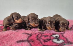 Miniature Dachshund dogs for sale: KC Registered Miniature Dachshund  - Image 2